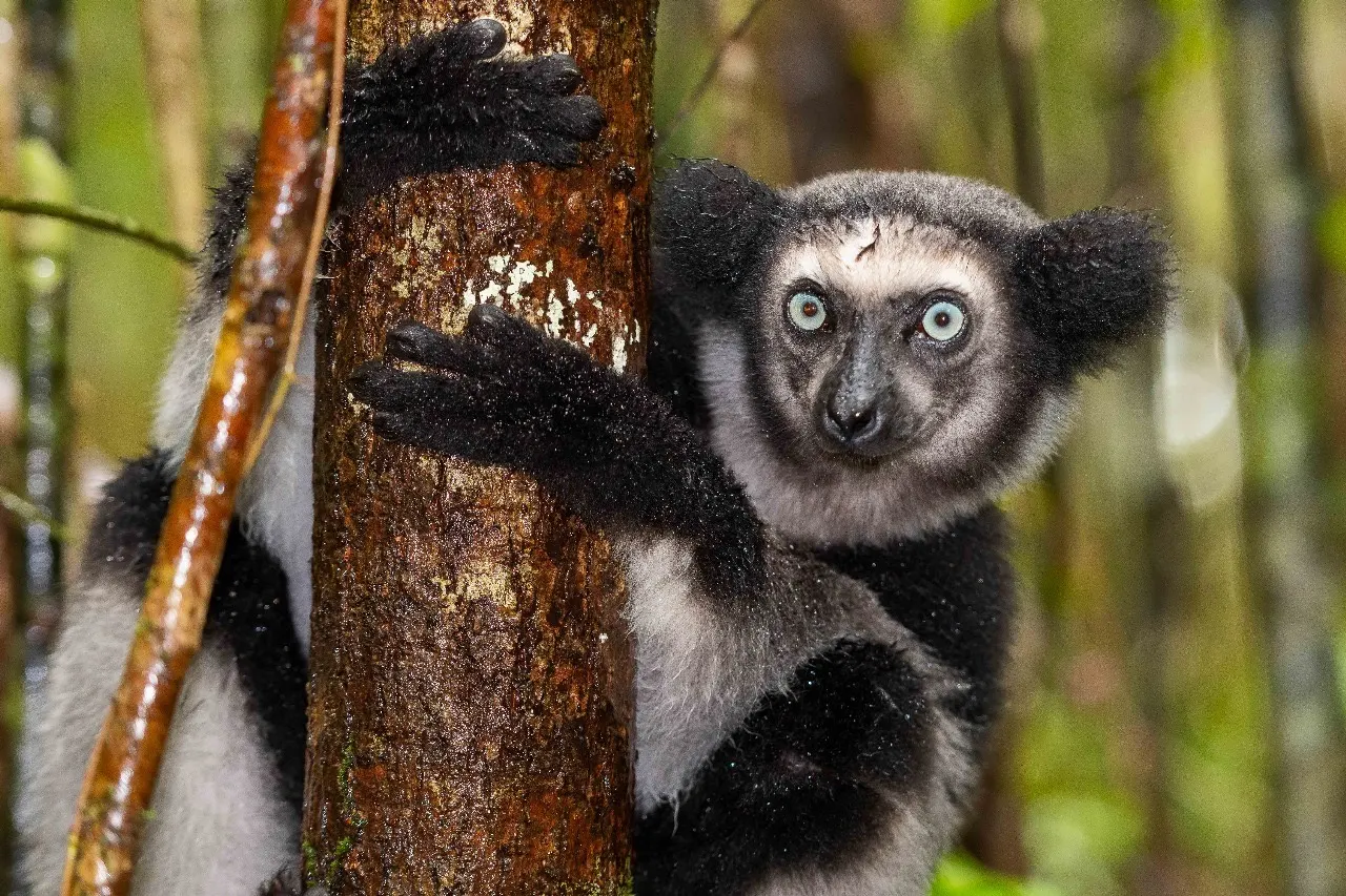 Andasibe Rainforest — Lemurs & Culture