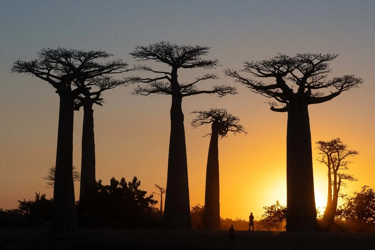 Baobabs, Tsingy & Rainforest